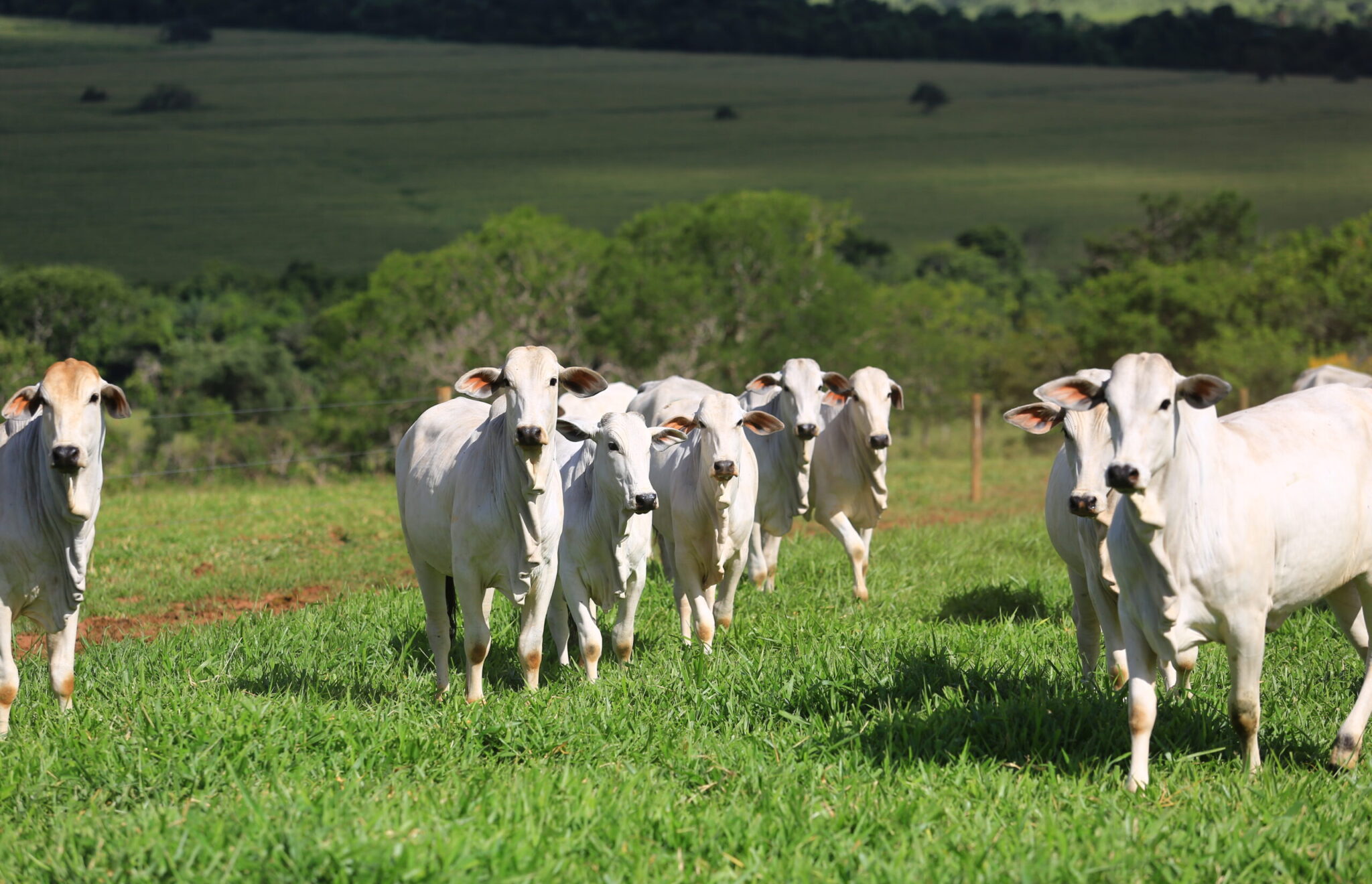 Embrapa Desenvolve Protocolo Para Aumento Da Efici Ncia Reprodutiva Em