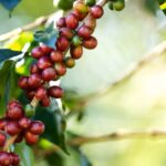 GOIÁS AVANÇA NA PRODUÇÃO DE CAFÉ ARÁBICA IRRIGADO E TESTA CULTIVARES COM O DOBRO DA PRODUTIVIDADE NACIONAL