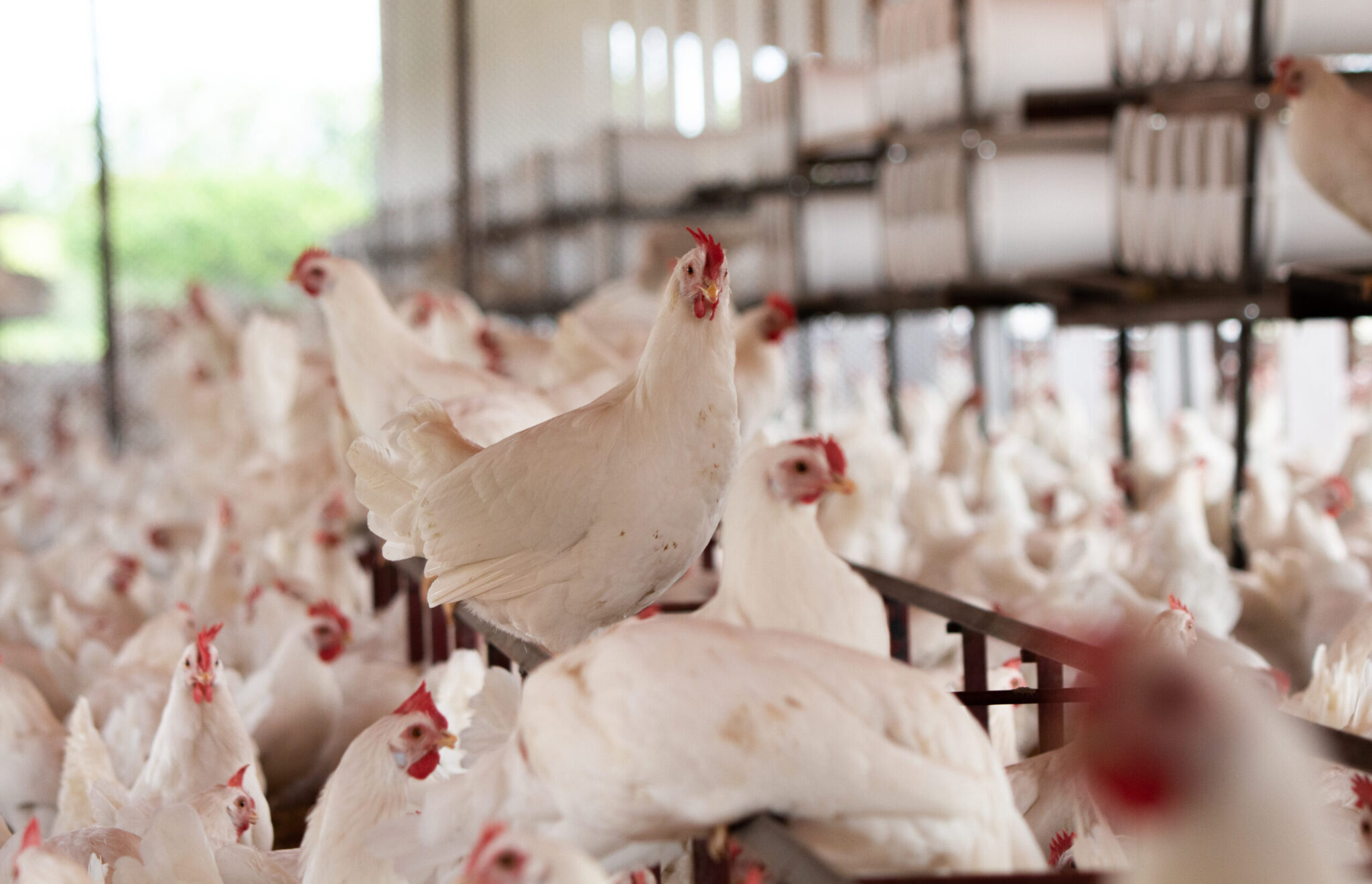 Frango ou galinha, você sabe a diferença? – Urbana Caipira