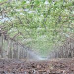 Irrigação Localizada: O uso de tecnologia ajuda ajuda agricultores a aumentar a produtividade em 50%