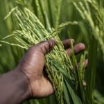 Biofortificação com Selênio: Aposta na nanotecnologia pode revolucionar a produção de arroz no Brasil