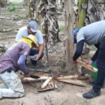 Fungos como solução para o controle biológico do Moleque-da-Bananeira: Alternativa sustentável e eficiente para a agricultura