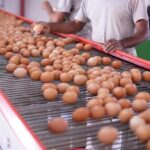 EXPORTAÇÕES DE OVOS DO BRASIL DISPARAM 271% EM ABRIL E ATINGEM NOVOS MERCADOS DE ALTO VALOR