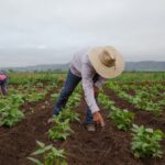 BRASIL ATINGE RECORDE HISTÓRICO DE TRABALHADORES NO AGRONEGÓCIO EM 2024