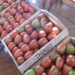 TRADIÇÃO E IDENTIDADE DO CAMPO FORAM CELEBRADAS NA 39ª EDIÇÃO DA FESTA DO TOMATE EM GOIANÁPOLIS