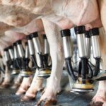 CADEIA DE LATICÍNIOS ENFRENTA ONDA DE ENCERRAMENTOS COM MAIOR ÍNDICE DE FECHAMENTOS NO VAREJO EM 2024