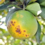 GRENING AVANÇA E COLOCA O BRASIL SOB PRESSÃO PARA GARANTIR SUPRIMENTO MUNDIAL DE SUCO DE LARANJA