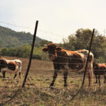 NUTRIÇÃO NA ENTRESSAFRA: COMO GARANTIR O DESEMPENHO DO REBANHO MESMO COM PASTO ESCASSO