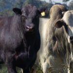 RAÇA DO GADO INFLUENCIA NA INFESTAÇÃO DE CARRAPATOS E EXIGE ESTRATÉGIAS DIFERENTES NO CAMPO