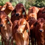 NA FAZENDA LEITEIRA, O MANEJO COMEÇA ANTES DA PORTEIRA