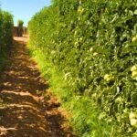 GOIÁS MANTÉM A LIDERANÇA NACIONAL NA PRODUÇÃO DE TOMATE, MAS ESTIMATIVA PARA 2026 APONTA REDUÇÃO DE VOLUME